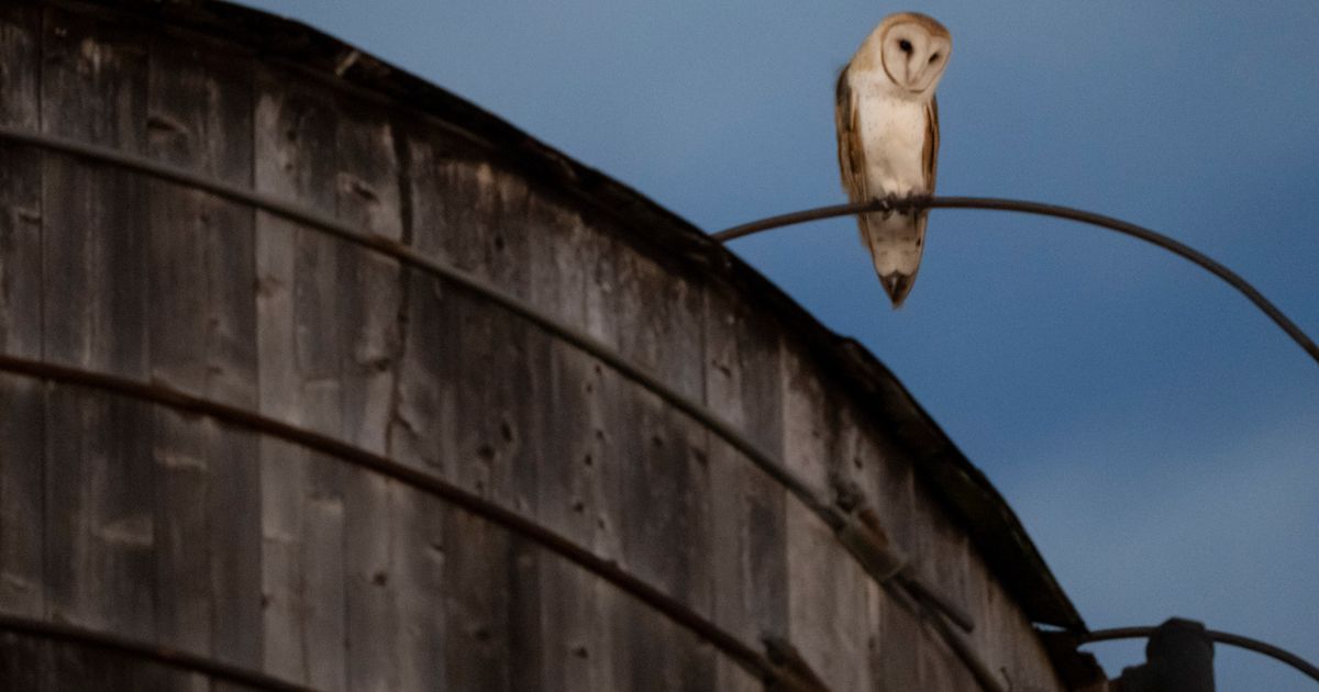 The roof of a water tower in Manhattan where a rare family of barn owls nested has been removed