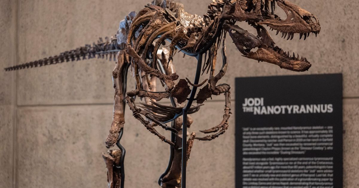 A dinosaur fossil that looks like a mini T. rex just sold for a giant $47 million