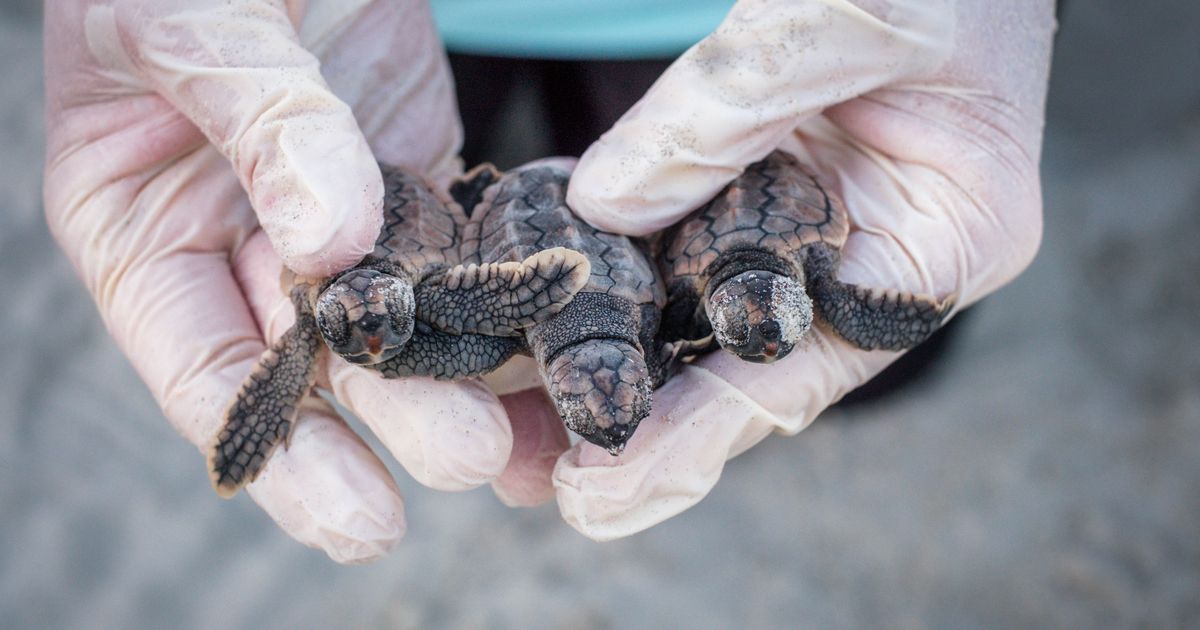 Peek inside Georgia’s record-setting sea turtle nesting season
