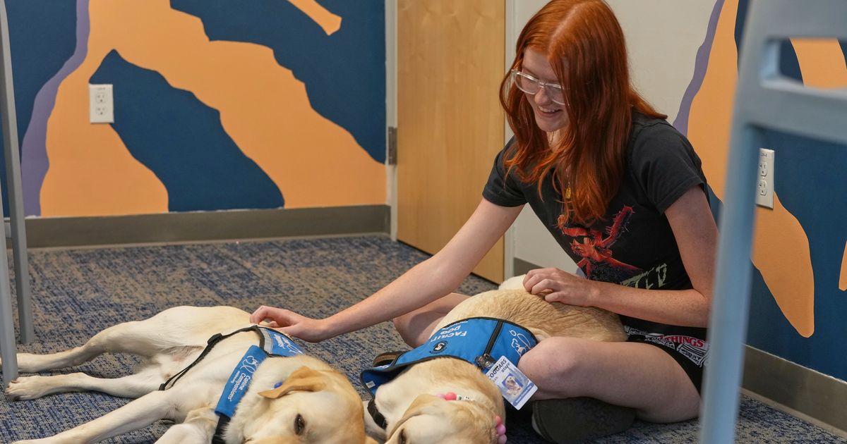 Therapy dogs bring calm and joy to students following shooting at Colorado high school