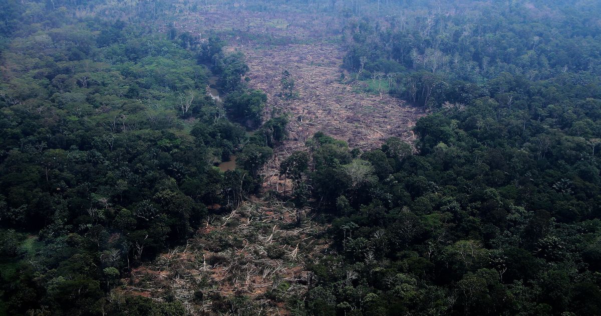 How close is the Amazon to a ‘tipping point?’ Brazil’s election could help shape its future