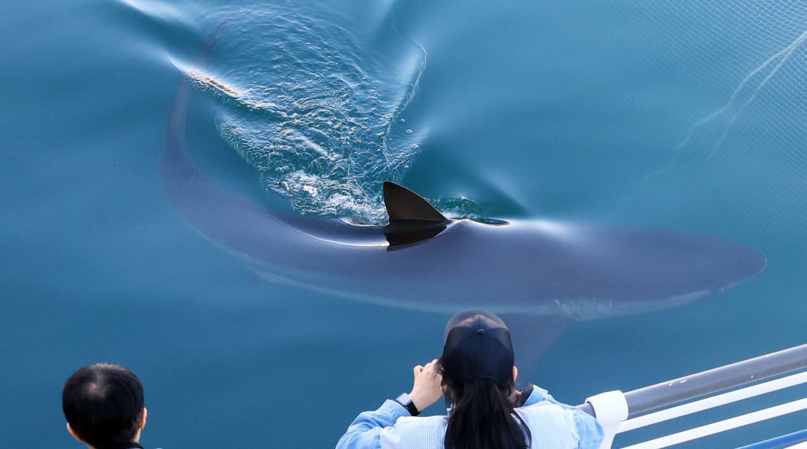A city in South Korea seeks new ways to free a huge gray shark after it slips back into canal