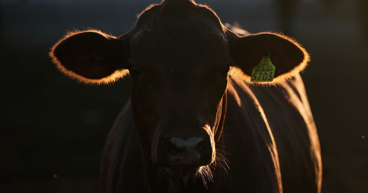 With tighter checks for flesh-eating screwworm, a border crossing reopens