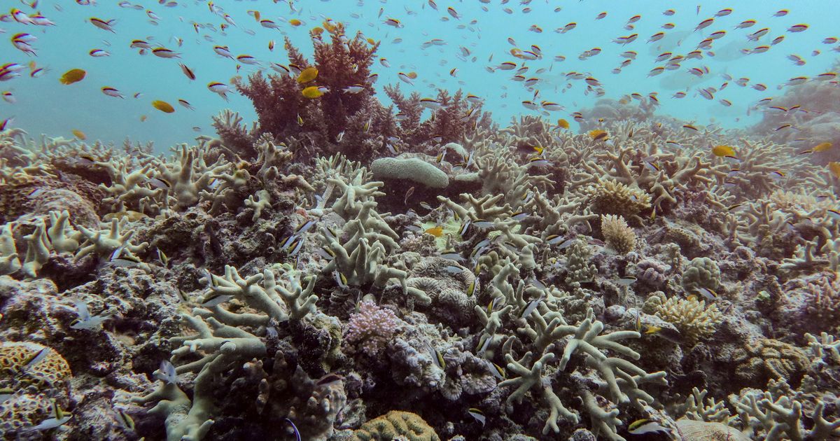 Almost all coral reef ecosystems face risk of collapse in 50 years, study warns