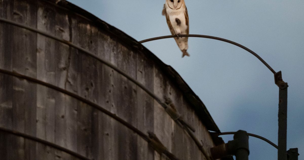 A rare family of barn owls moved into Manhattan’s Upper West Side. New Yorkers are captivated