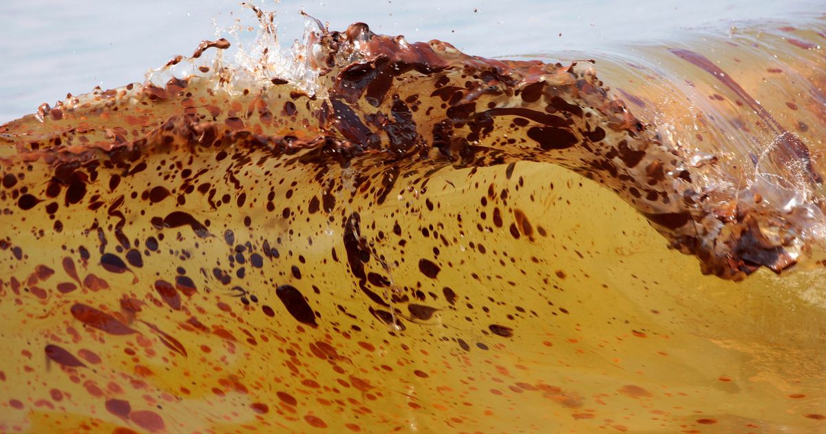 Marine life dramatically declined in Gulf of Mexico in years after BP oil spill, study finds